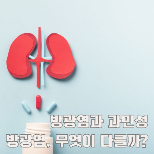 과민성 방광염과 일반 방광염의 차이를 설명하는 신장 일러스트레이션