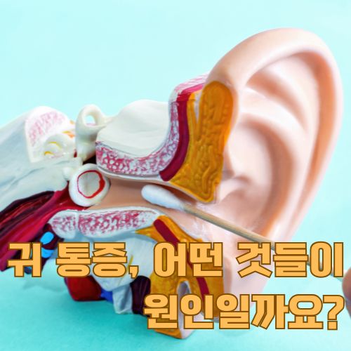 귀 통증 원인을 설명하는 전문적인 귀 구조 모형, 외이도부터 중이까지 상세히 보여주는 의학 교육용 모델
